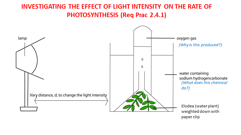 effect of light intensity on photosynthesis experiment conclusion