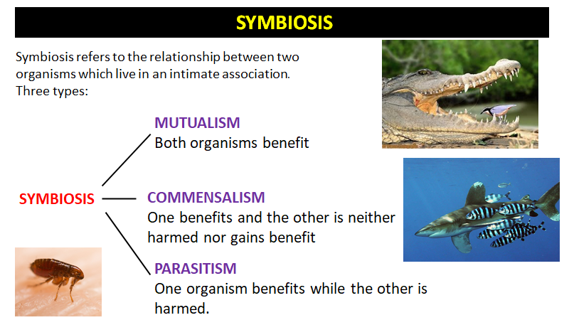 Symbiosis Task — Gateways School